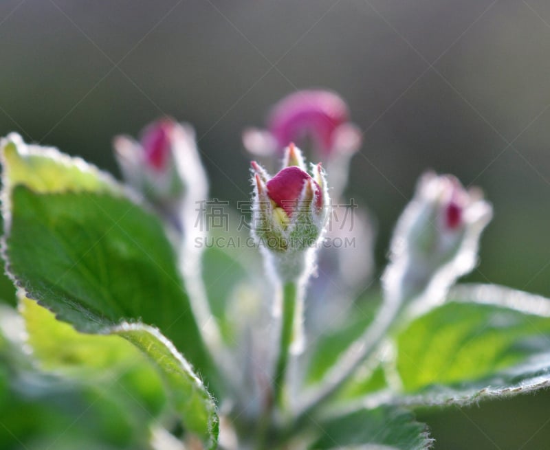 苹果,枝,花朵,果园,美,水平画幅,特写,花束,花蕾,白色