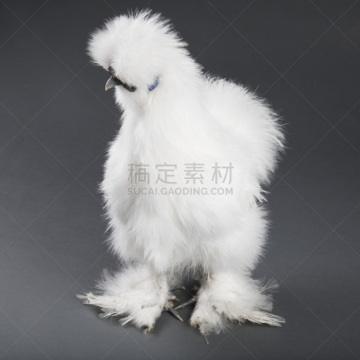 公鸡,乌鸡,白色,毛绒绒,可爱的,宠物,灰色,母鸡,图像,美