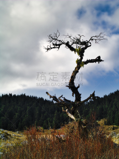 高原,奇异的,白昼,季节,秋天,夏天,明亮,色彩鲜艳,黄色,绿色