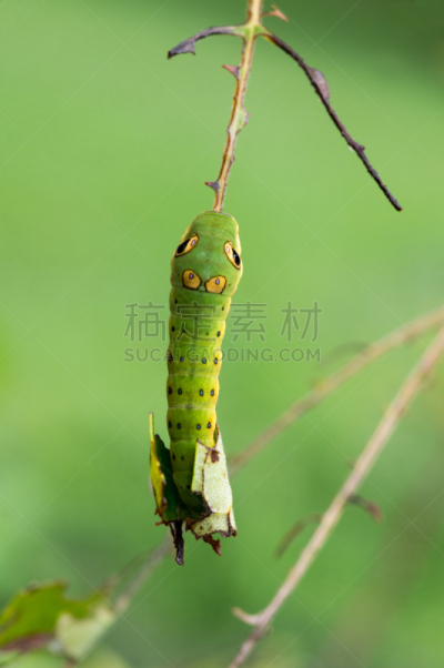 香料凤尾蝶,毛虫,叶子,垂直画幅,蝴蝶,无人,动物,昆虫,摄影