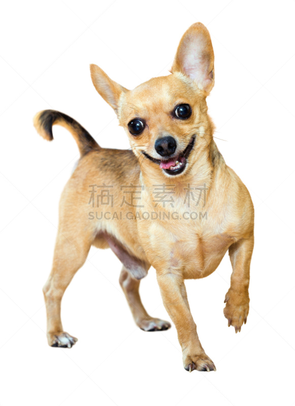 小的,toy terrier,垂直画幅,梗犬,全身像,白色背景,背景分离,俄罗斯,犬科的,宠物