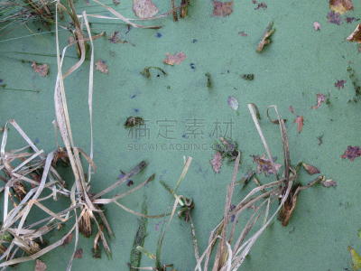 池塘,绿藻,水平画幅,无人,苔藓,湿,热带雨林,真核生物,夏天,沼泽