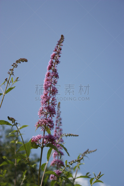 粉色,醉鱼草,垂直画幅,天空,蜜蜂,无人,蓝色,道格拉斯猴子花,夏天,灌木