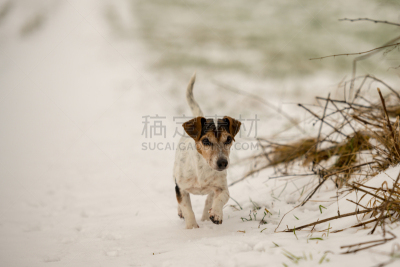 雪,杰克拉瑟短腿犬,冬天,狗,小路,在上面,天空,人的头部,可爱的,动物身体部位