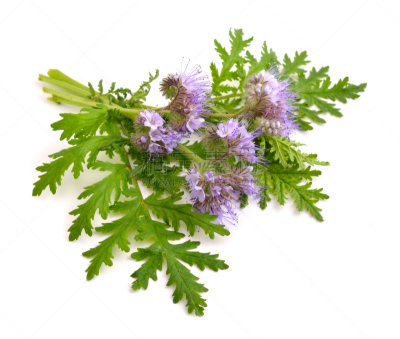 phacelia,垂直画幅,水平画幅,动物身体部位,夏天,户外,特写,田地,植物