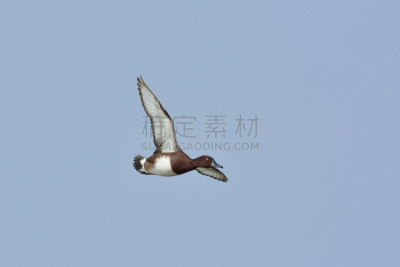 铁的，含铁的,鸭子,棕石棉,自然,褐色,野生动物,水平画幅,匈牙利,蓝色,鸟类