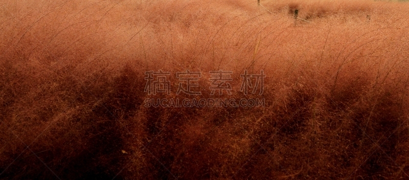 草,粉色,环境,公园,韩国,乱子草属,朝鲜半岛,植物,背景,户外