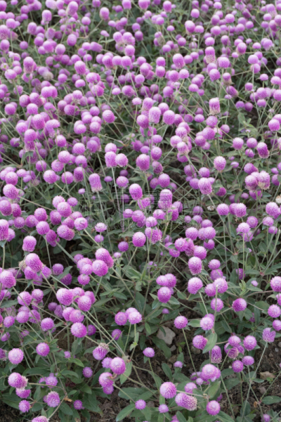 园林,苋属植物,矢车菊,垂直画幅,美,夏天,户外,光,特写,泰国