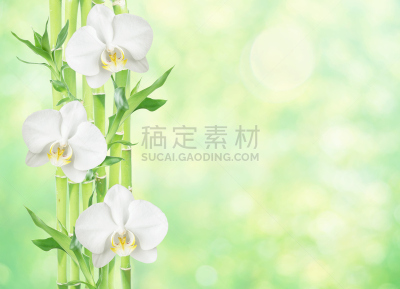 白色,自然,兰花,富贵竹,背景,清新,热带气候,枝繁叶茂,禅宗,风水