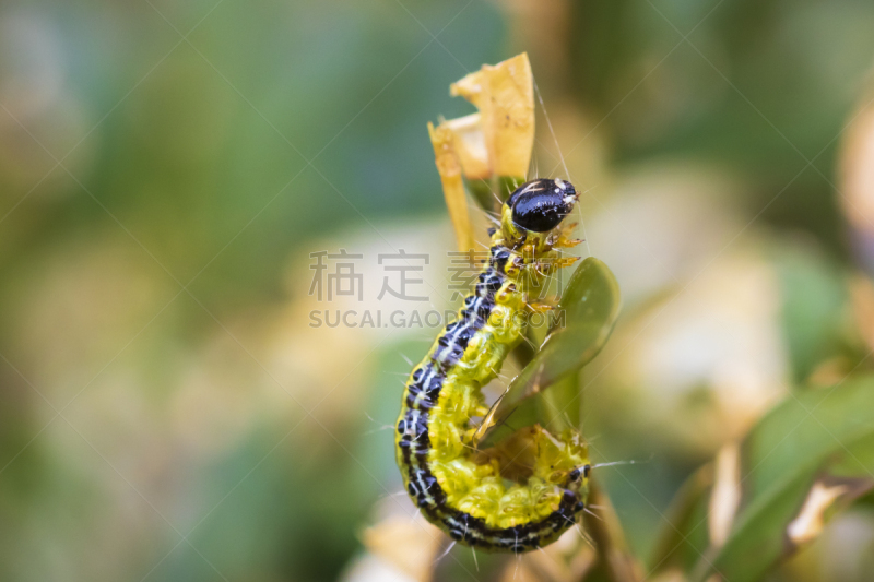 箱树蛾,头发,户外,黑色,损坏的,生物学,美,环境保护,自然,野生动物