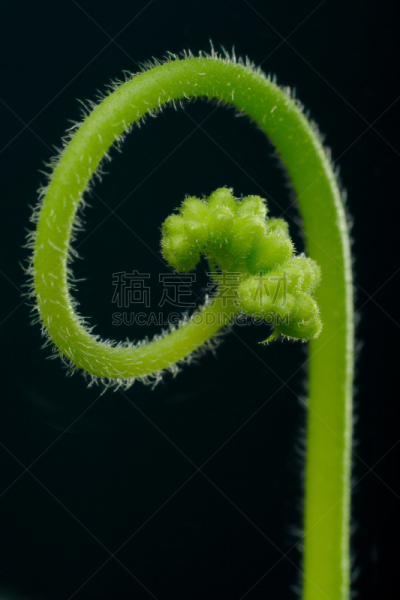 茅膏菜,垂直画幅,绿色,无人,特写,黑色,螺线,植物茎,花蕾,青年人