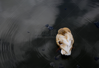 褐色,池塘,矮脚鸡,白色鸣叫鸭,水,野生动物,水平画幅,小的,家畜,鸟类