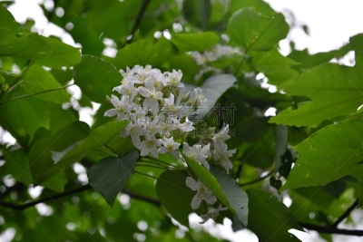 自然美,花头,问号,美,衣柜,水平画幅,美人,夏天,白人,仅一朵花