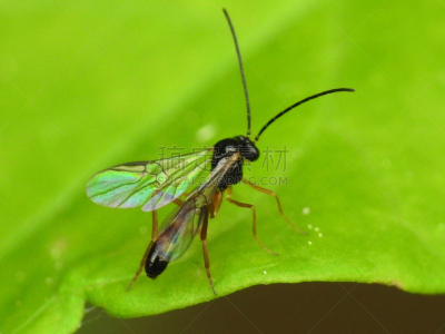 生物学,野生动物,小茧蜂,动物腿,佛罗里达,异翅亚目,翅膀,甲虫,蚊子,动物