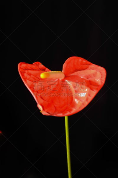 花烛属,红色,黑色背景,肉穗花序,自然,垂直画幅,形状,无人,夏天,特写