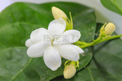 茉莉,白色,自然,芳香的,水平画幅,嫩枝,特写,植物茎,植物,亚洲