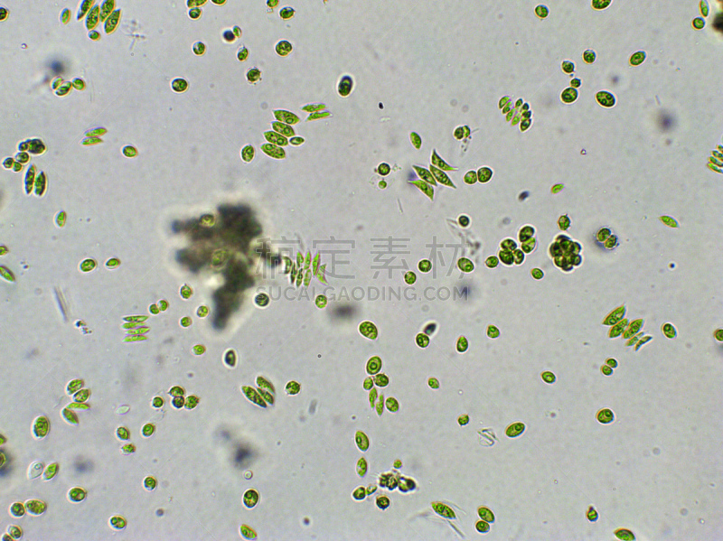 藻类,放大效果,信笺针,在下面,生物学,生物燃料,显微镜,退化单眼,淡水,海洋生命
