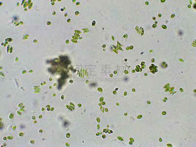 藻类,放大效果,信笺针,在下面,生物学,生物燃料,显微镜,退化单眼,淡水,海洋生命