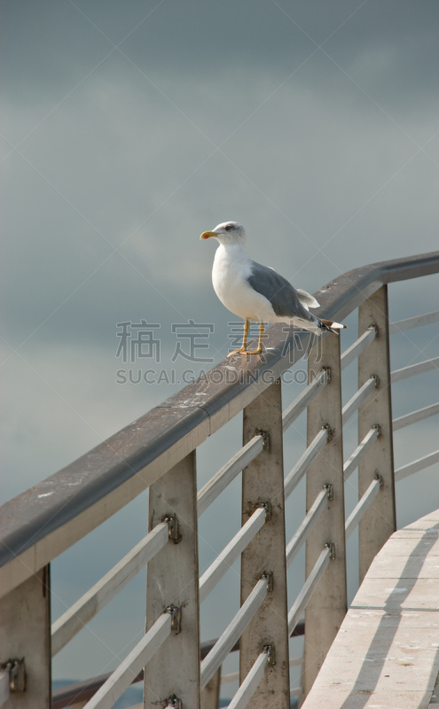 垃圾填埋场,加维奥塔海岸州立公园,楼梯栏杆,自然,垂直画幅,野生动物,灰色,无人,散焦,鸟类