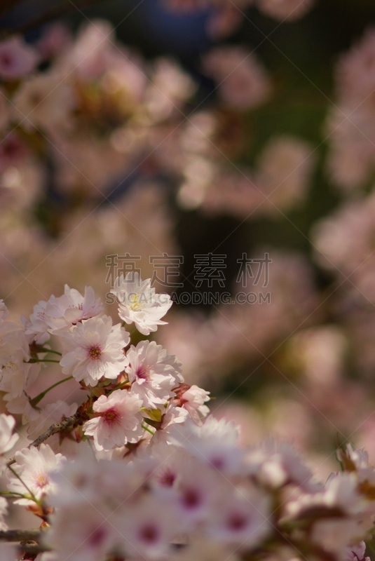 樱之花,季节,粉色,松山,垂直画幅,四国,爱媛县,图像,美,花蕾