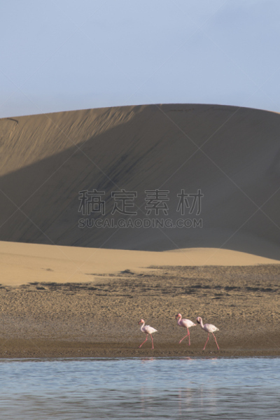 湿地,沃尔维斯湾,火烈鸟,垂直画幅,鸟类,大西洋,户外,纳米布沙漠,骨骼海岸,滨水