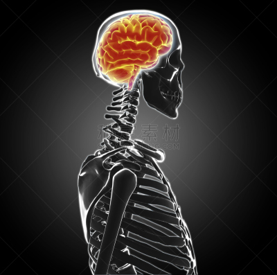 生理学,男性,人脑,下丘脑,3d扫描,小脑,神经外科,cat扫描仪,医学扫描,躯干