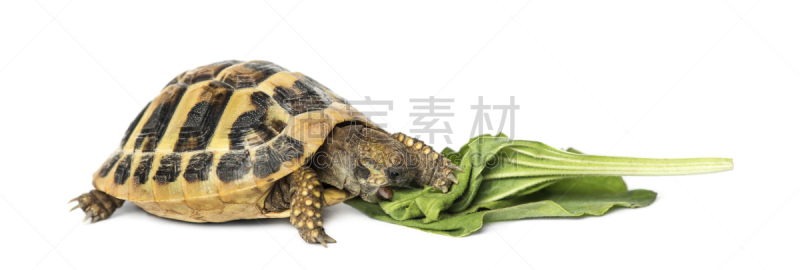 赫曼氏陆龟,白色,沙拉,分离着色,龟,海龟,野生动物,水平画幅,无人,全景