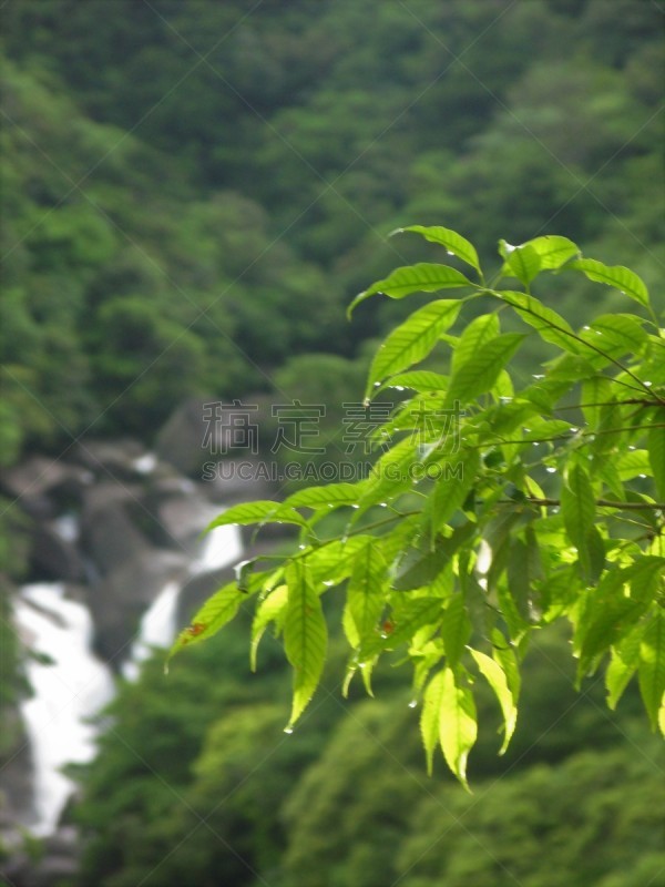 日本,屋久岛,绿色,地形,2010,25街,与众不同,秘密,环境,枝繁叶茂