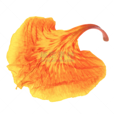 凤凰木,自然,蓝色,奥赛罗,方形画幅,豆目,红色,植物,枝,植物学