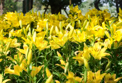 百合花,自然美,黄色,田地,冬天,水平画幅,无人,夏天,尤脑香科树,特写