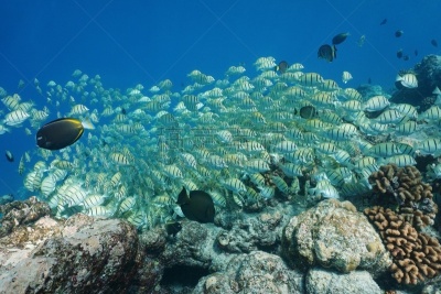 颊纹鼻鱼,太平洋,热带鱼,群,法国海外领土,太平洋岛屿,海洋生命,热带气候,环境,野生动物