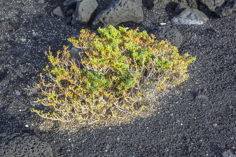 石头,火山,极简构图,植物群,熔岩平原,timanfaya national park,兰萨罗特岛,褐色,国家公园,水平画幅