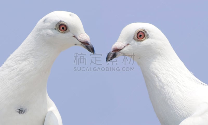 白色,斑鸠,驯养动物,天空,水平画幅,注视镜头,侧面像,鸟类,两只动物,纯净