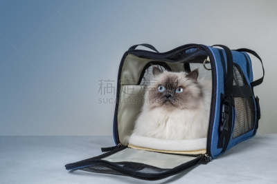 动物主题,毛绒绒,猫,可爱的,旅途,安全,舒服,猫科动物,一只动物
