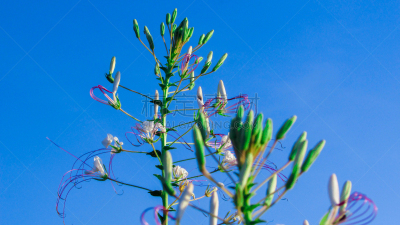Flowers of the plant Cleome Hassleriana (Mussambê) a medicinal plant