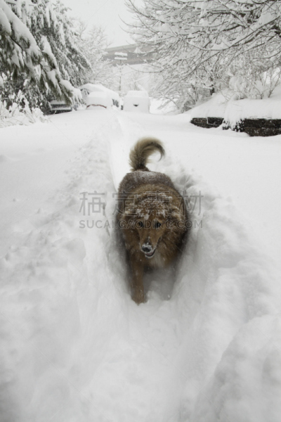 马里兰,大风雪,东北风,柯利牧羊犬,垂直画幅,寒冷,雪,无人,户外,一只动物