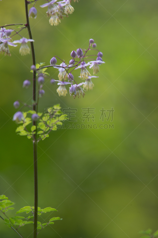 植物,唐松草,花朵,云南省,草地,绿色背景,垂直画幅,美国,无人,摄影