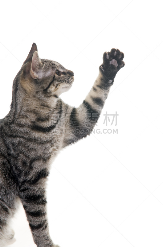 爪子,小猫,半空中,猫,可爱的,宠物,抓,摄影,坐,指着