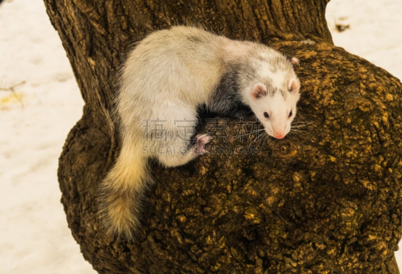 雪貂,自然,哺乳纲,褐色,毛绒绒,水平画幅,臭猫,动物,猫科动物,树