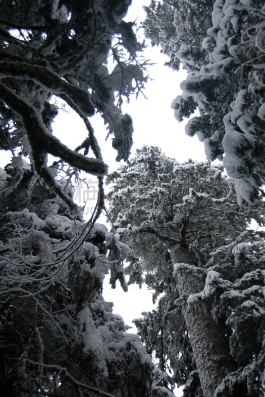 雷尼尔雪山,雪,森林,负担过重,吉福德平肖国家森林,花旗松,雨山国家公园,皮尔斯县,卡斯基德山脉,垂直画幅