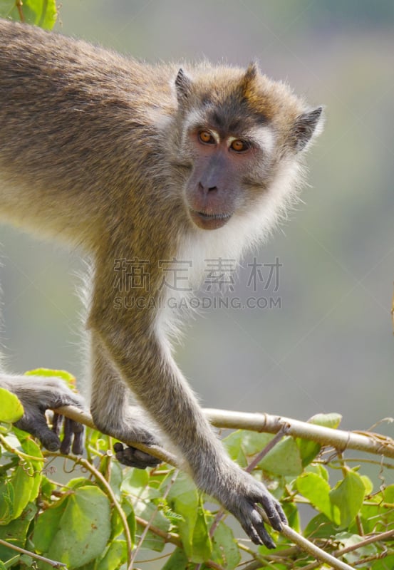 猴子,毛里求斯,注视镜头,自然,垂直画幅,野生动物,热带气候,图像,灵长目,一只动物