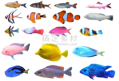 白色背景,热带鱼,分离着色,字体,留白,水平画幅,可爱的,无人,鲤科小鱼,蓝色