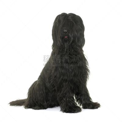 briard,影棚拍摄,牧羊犬,纯种犬,白色背景,背景分离,方形画幅,黑色,长发,宠物