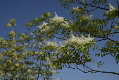 灰树,芳香的,水平画幅,山,无人,户外,白色,植物,植物学,灌木
