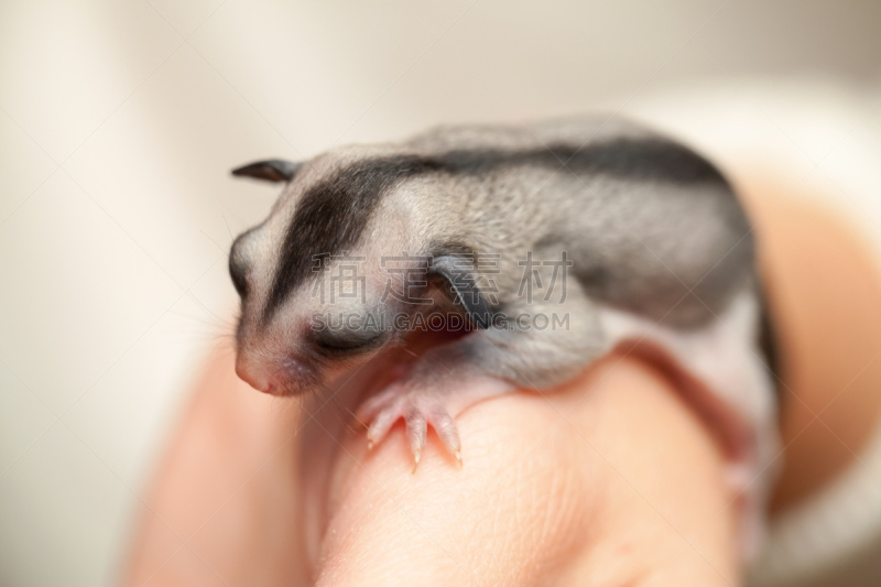 负鼠,手,calymene breviceps,树栖动物,杂食动物,有袋亚纲,四肢,异国情调,仅成年人,哺乳纲