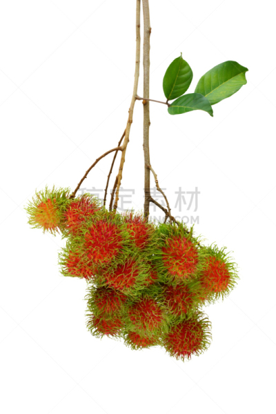 红毛丹,泰国,水果,垂直画幅,无人,生食,特写,多毛的,清新,农业
