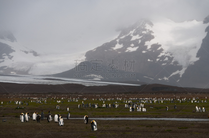 帝企鹅,索尔兹伯里原野,水,美,水平画幅,鸟类,企鹅,巨大的,野外动物,户外