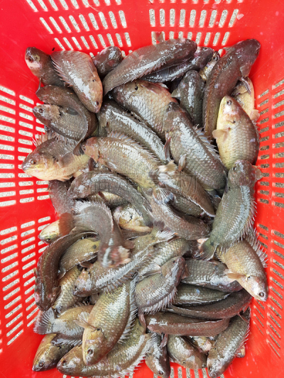 龟壳攀鲈,接力赛,鲈鱼,垂直画幅,水,银色,简易钓鱼,罗奇鱼,巨大的,古典式