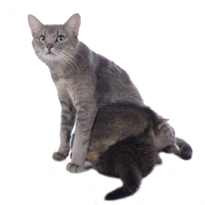 猫,母亲,小猫,乳酸盐,背景分离,兄弟姐妹,幼小动物,方形画幅,宠物,雌性动物