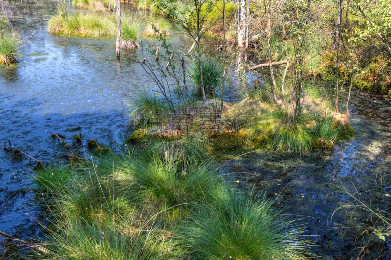 Summer panorama in the Pietzmoor, nature reserve, nature park in the Lüneburg Heath Northern Germany